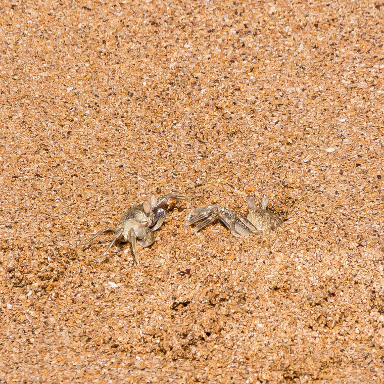 India 2014 - Goa 067.jpg